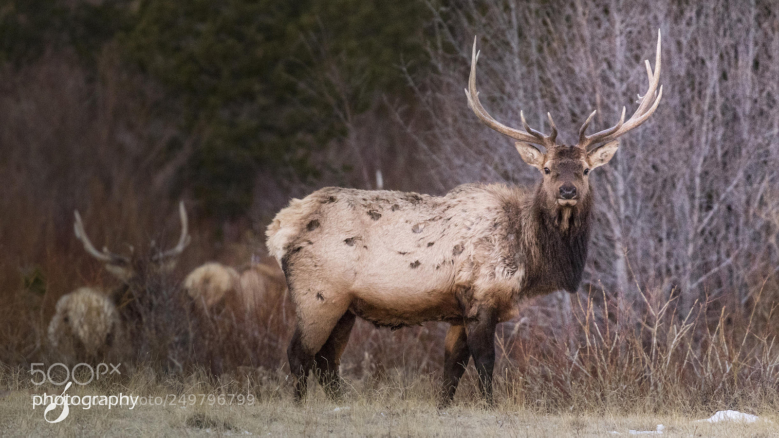 Canon EOS 7D Mark II sample photo. Looking straight at me photography