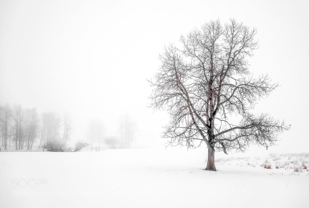 Nikon D7100 sample photo. Foggy morning photography