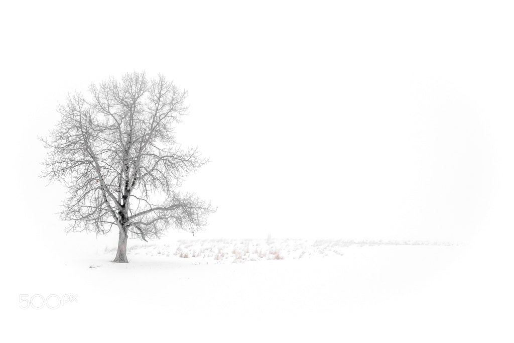 Nikon D7100 sample photo. Foggy morning 2 photography
