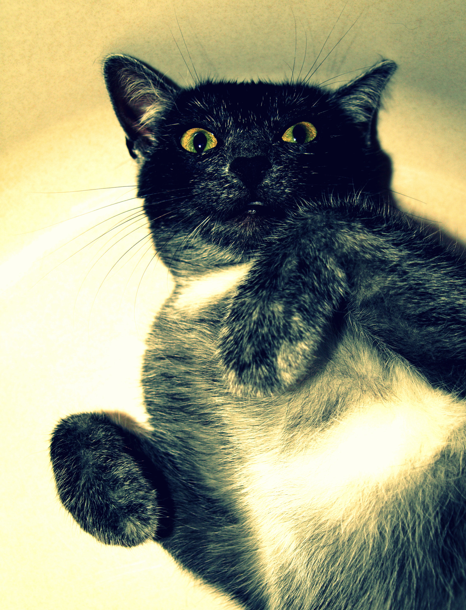 Olympus E-410 (EVOLT E-410) sample photo. Catmodel part (what r u doin' human?)3 photography