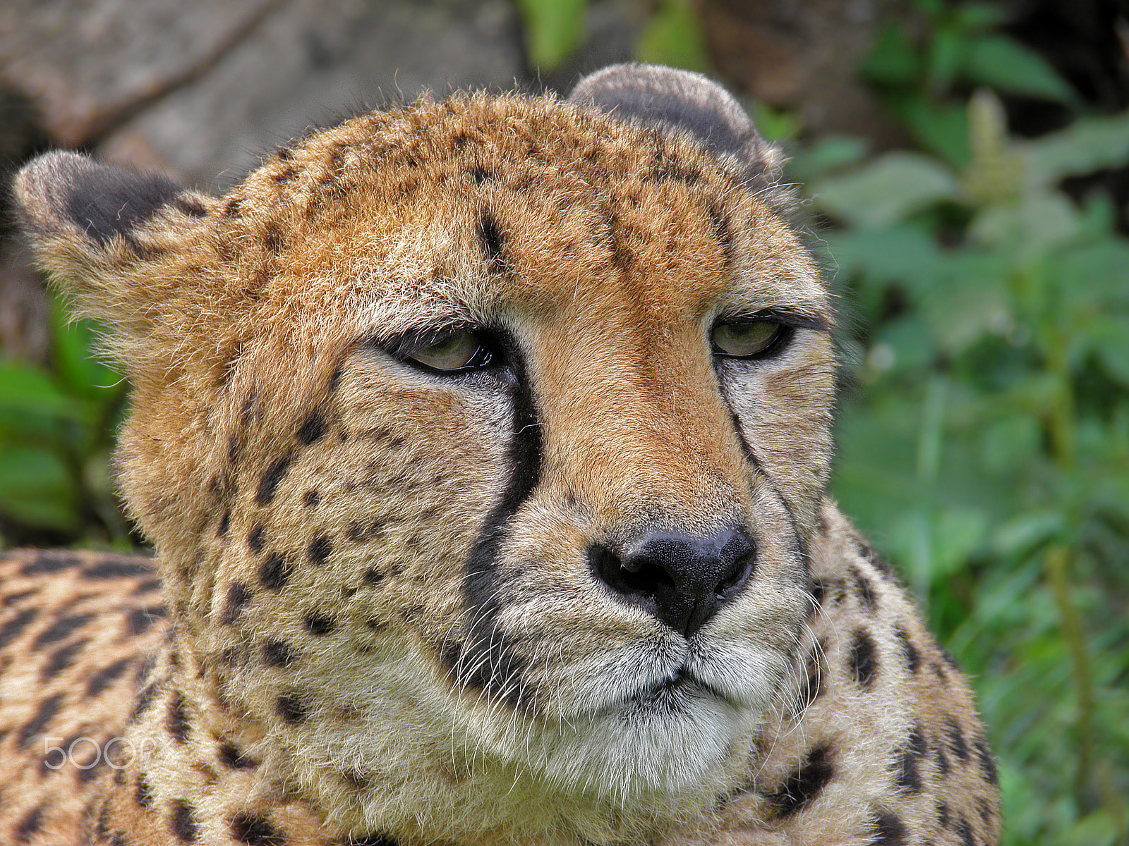 Olympus SP800UZ sample photo. Cheetah photography