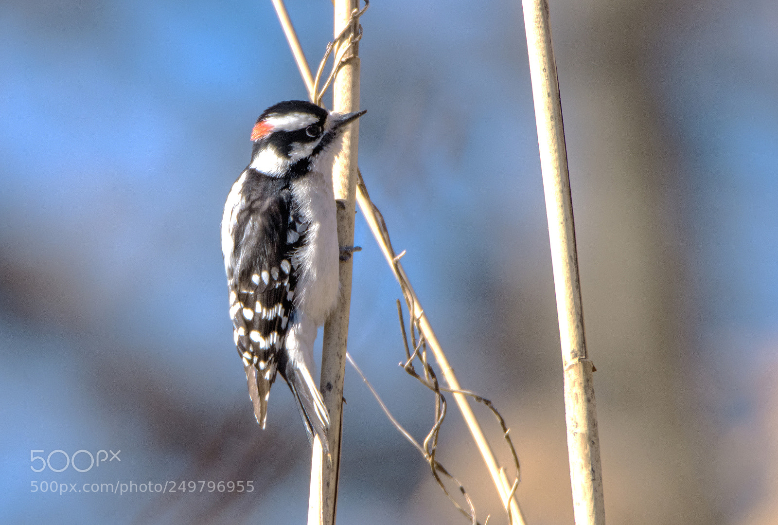 Canon EOS 80D sample photo. Downy woodpecker on a photography