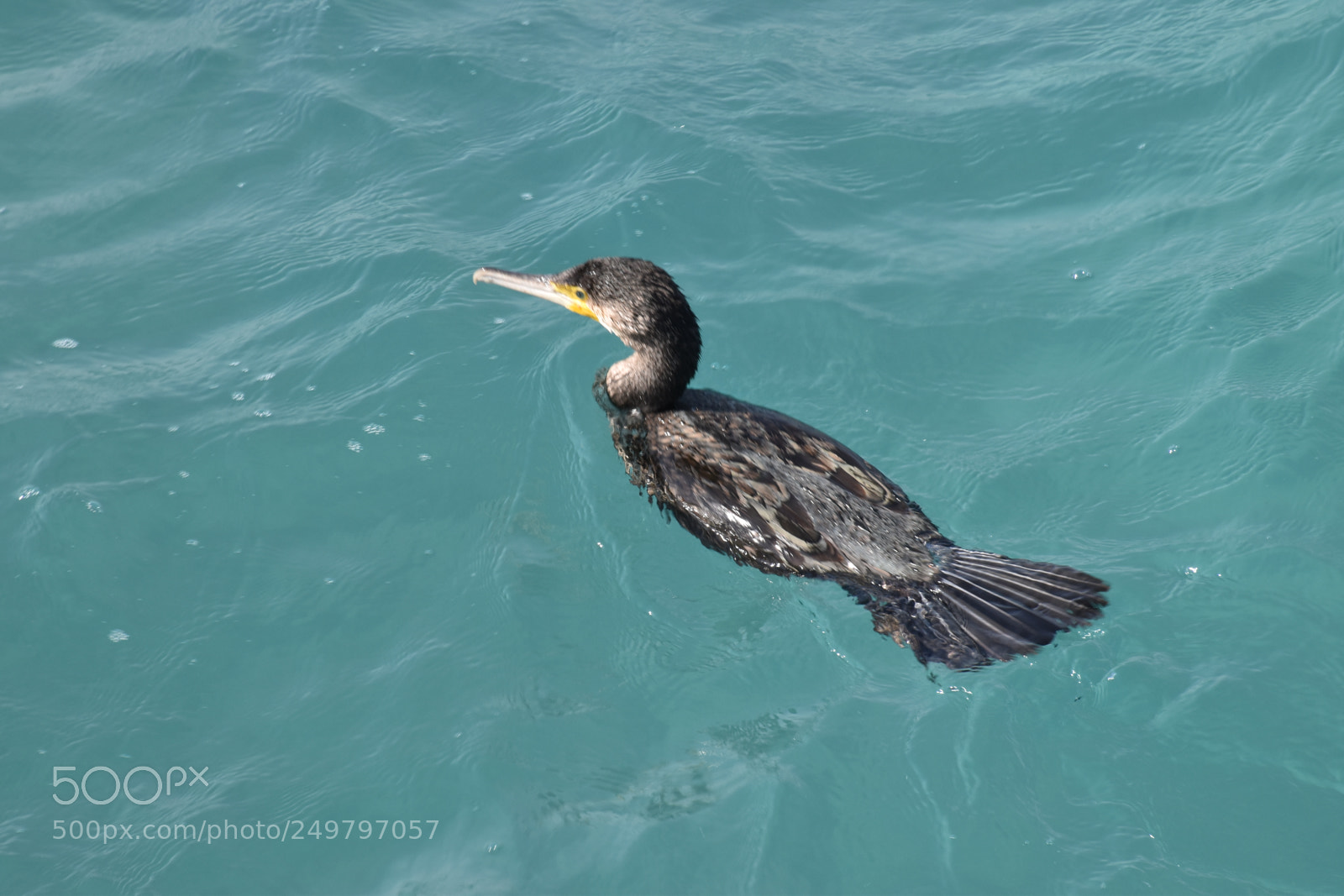Nikon D5600 sample photo. Bird on sea photography
