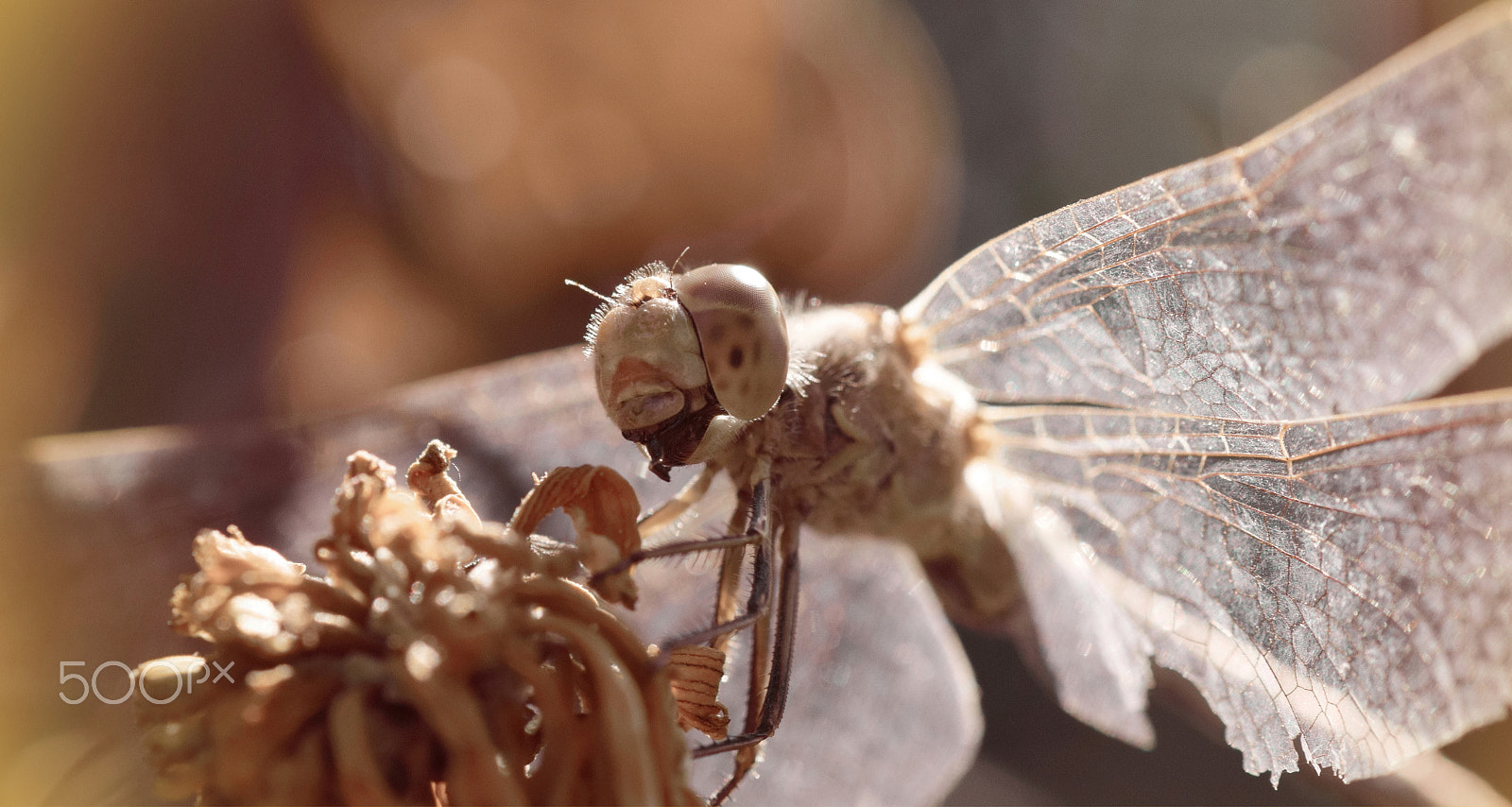 Nikon D5300 sample photo. Dragonfly x photography