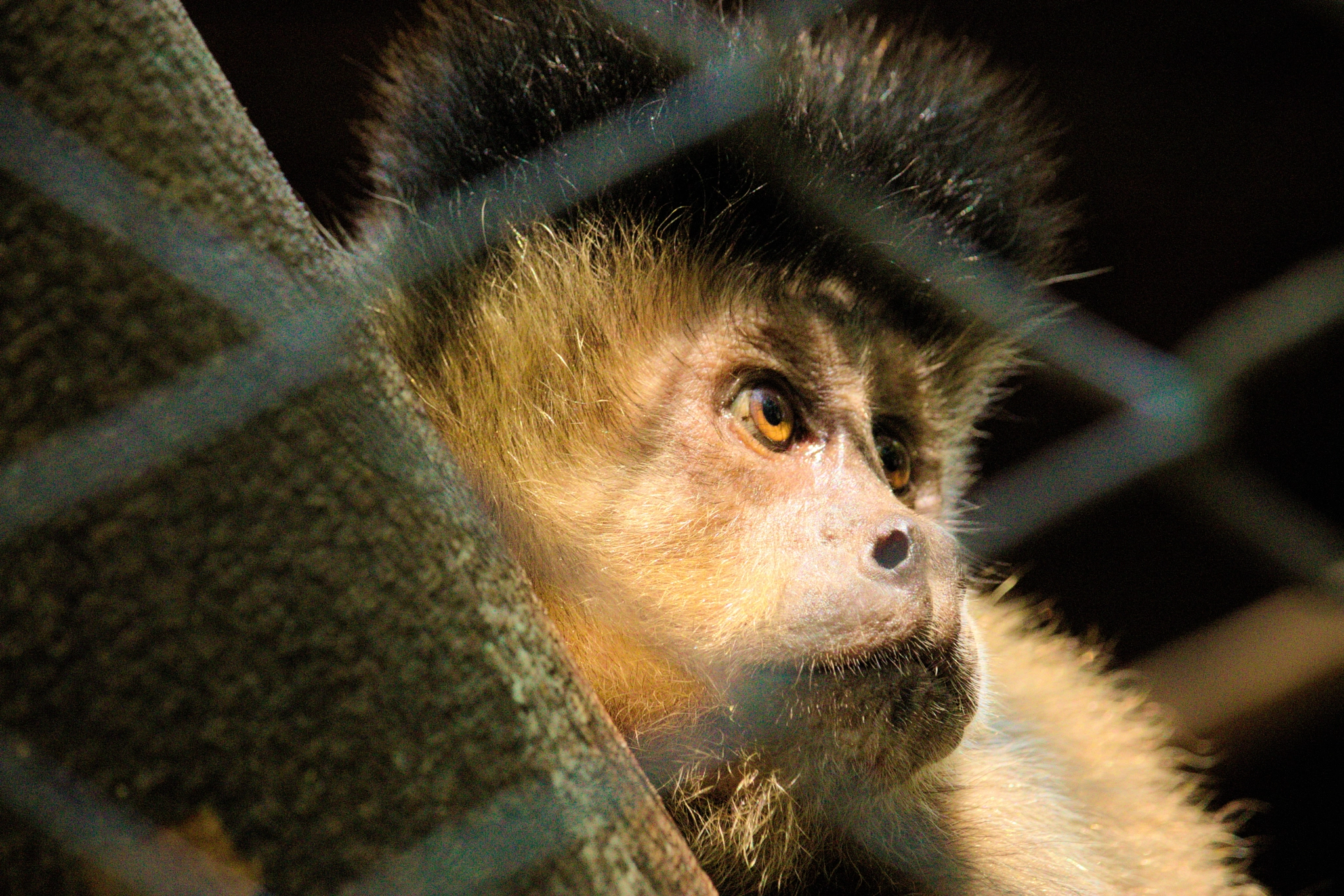 Canon EF-S 55-250mm F4-5.6 IS STM sample photo. Macaco-prego photography