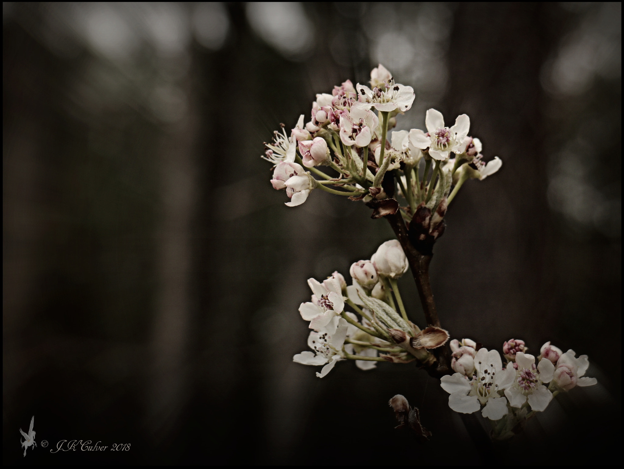 Canon EOS 77D (EOS 9000D / EOS 770D) sample photo. Cherry blossom photography
