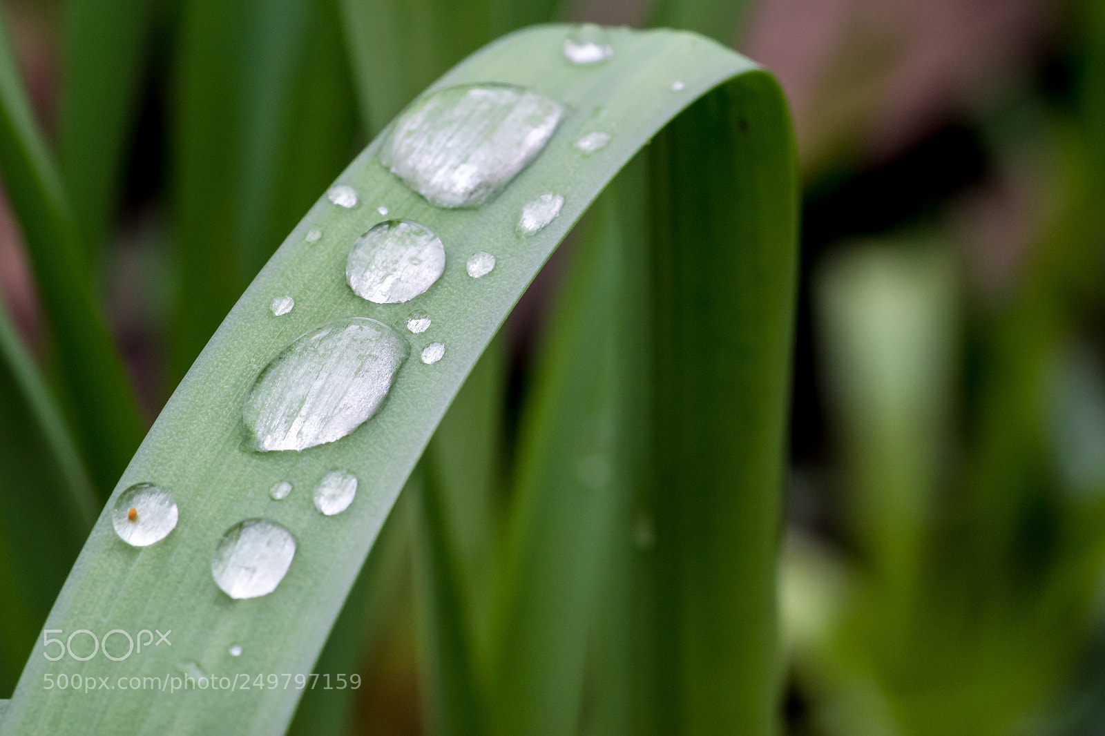 Nikon D5500 sample photo. Water on grass photography