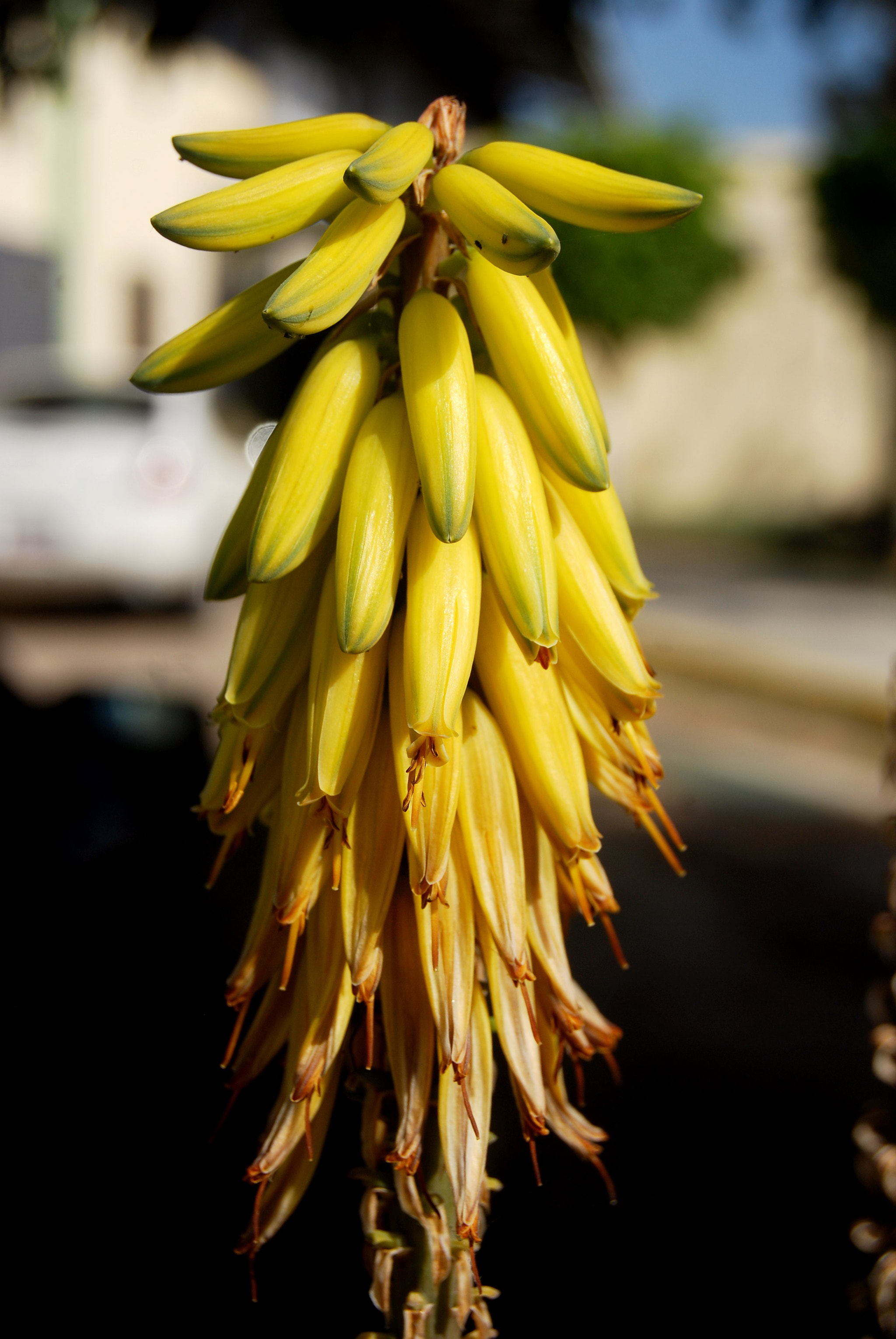 Nikon D40X sample photo. Sunligth photography