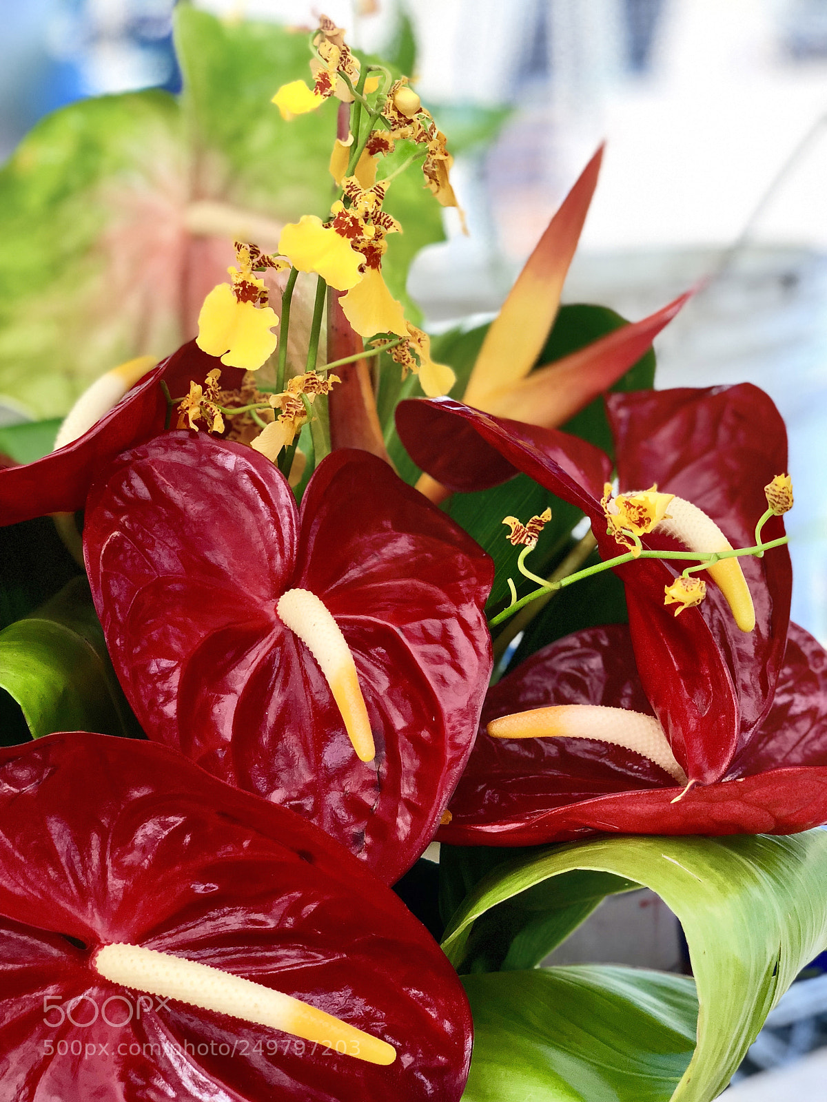 Apple iPhone X sample photo. Flowers of hawaii photography