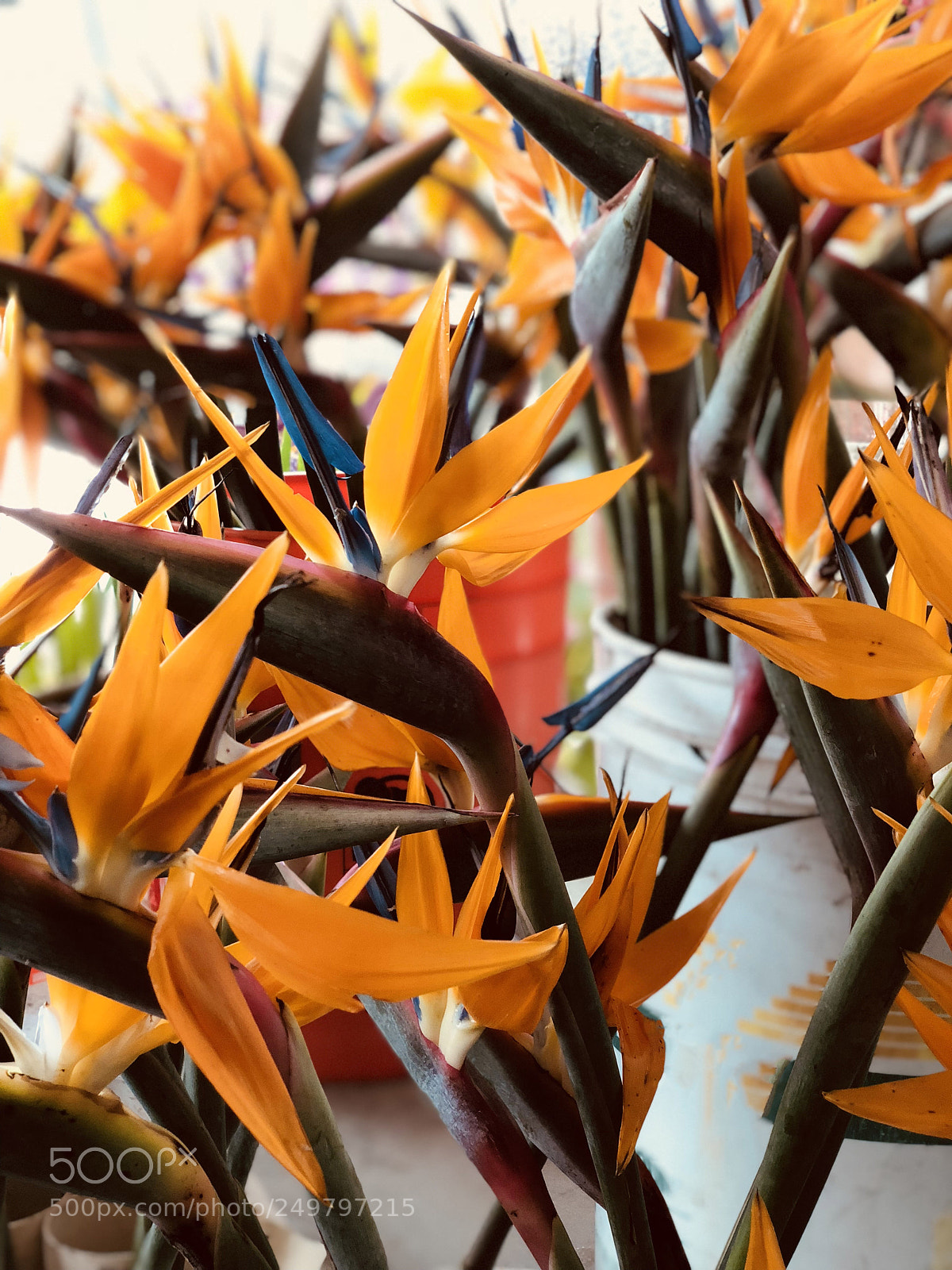 Apple iPhone X sample photo. Flowers of hawaii photography