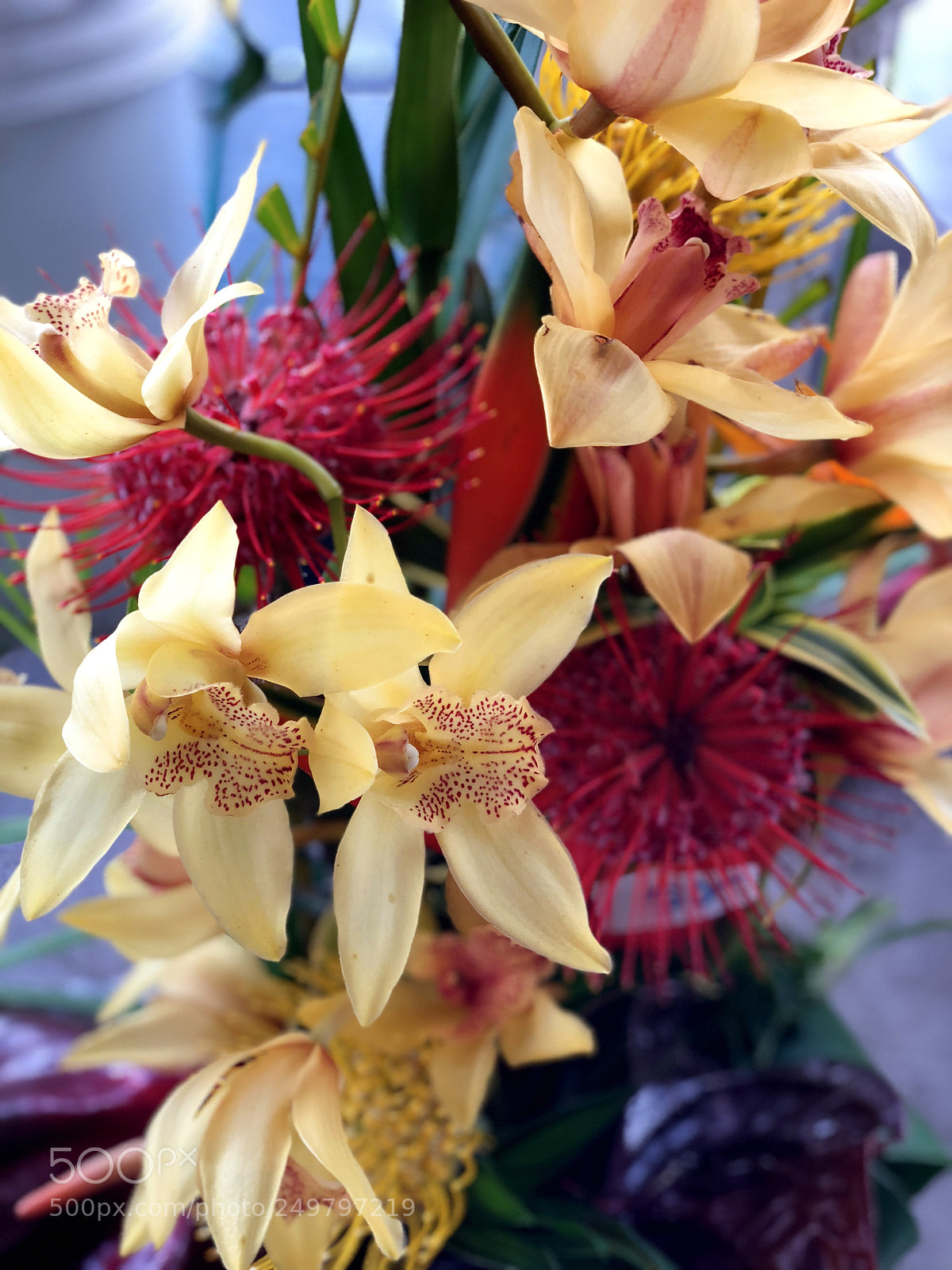 Apple iPhone X sample photo. Flowers of hawaii photography