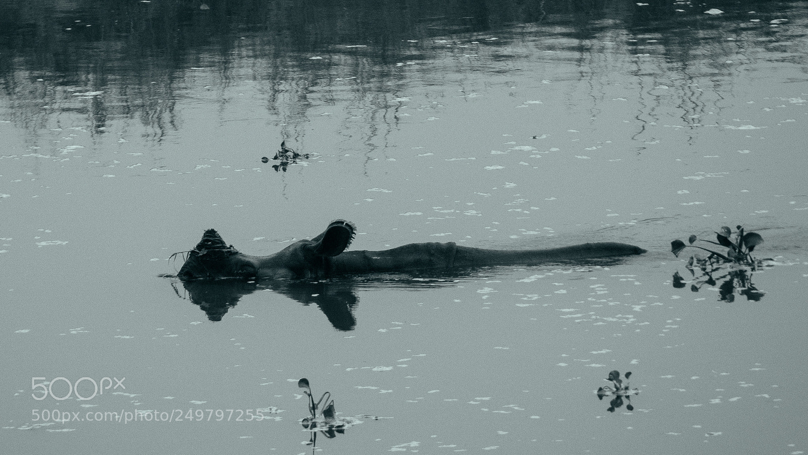 Panasonic Lumix DMC-GX8 sample photo. Chitwan photography
