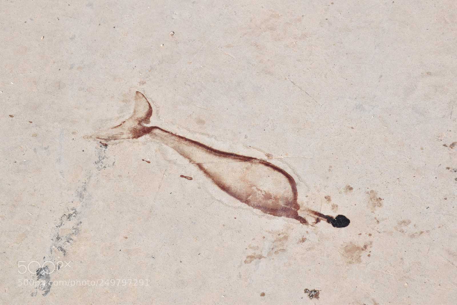 Nikon D5600 sample photo. Fish border photography