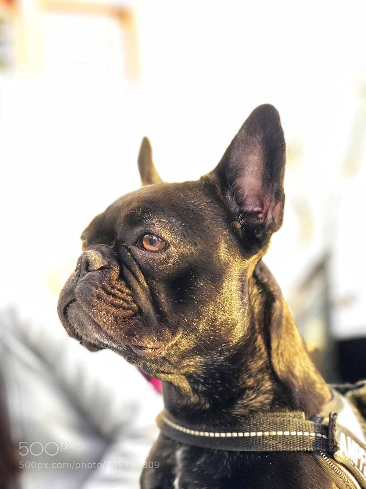 Apple iPhone X sample photo. French bulldog photography