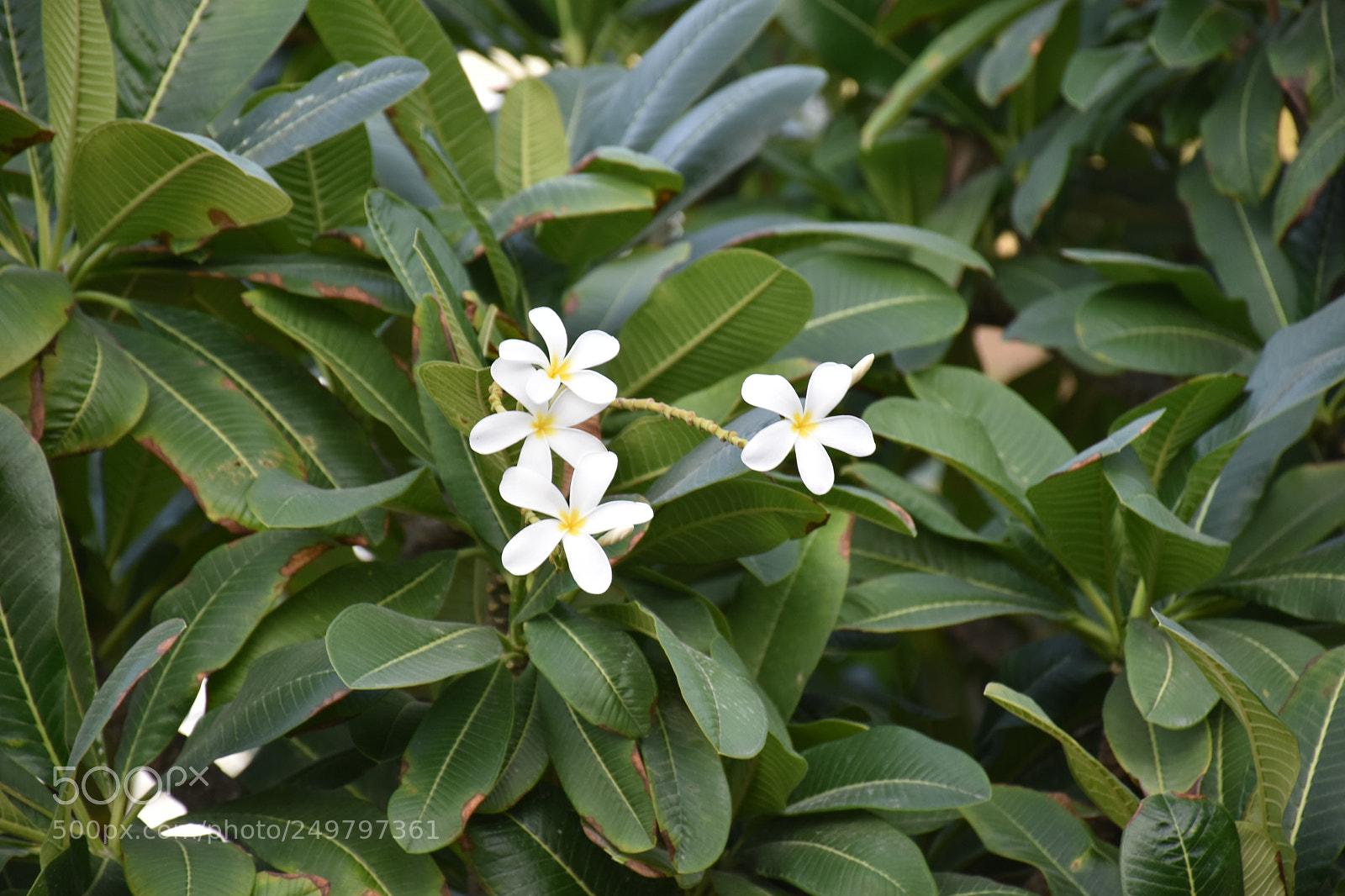 Nikon D5600 sample photo. Flower photography
