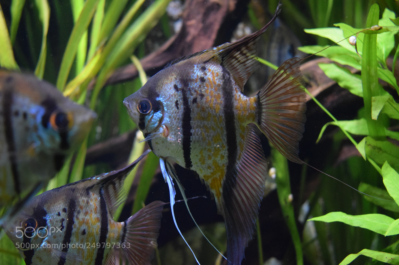 Nikon D3300 sample photo. Poisson scalaire photography