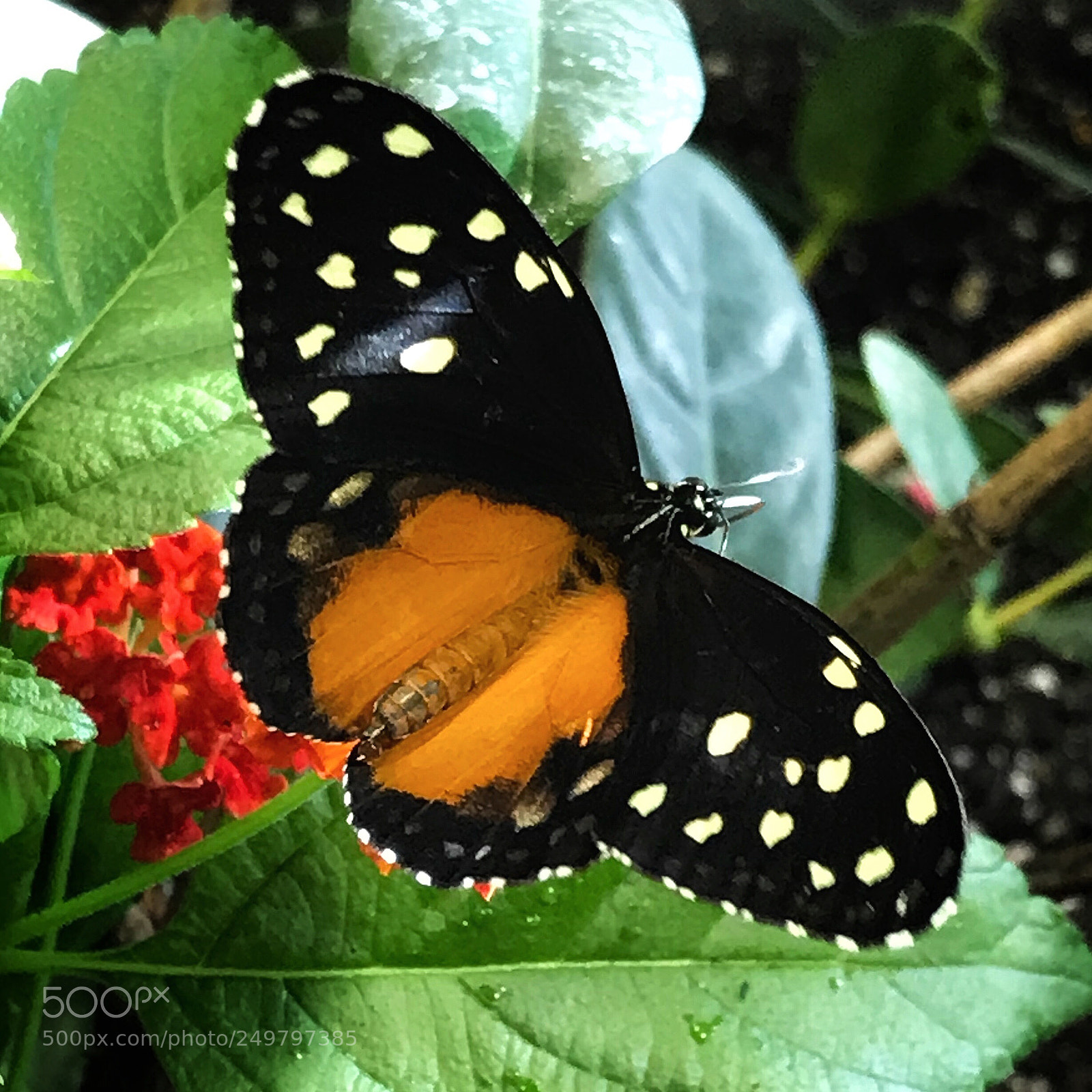 Apple iPhone 7 sample photo. Spotted tiger glassywing photography