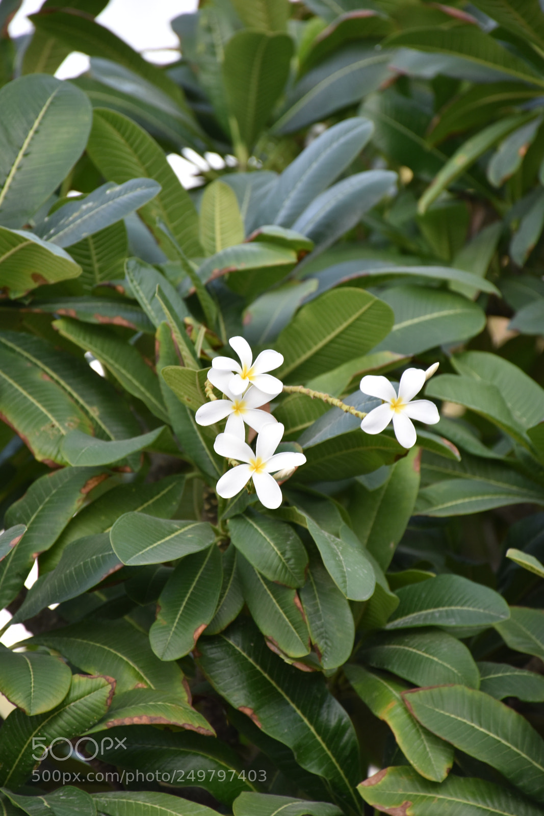 Nikon D5600 sample photo. Flower photography