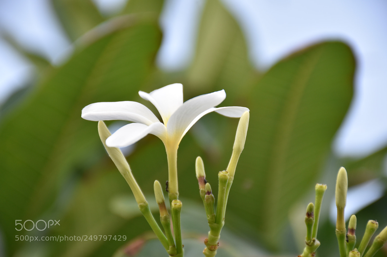 Nikon D5600 sample photo. Flower photography