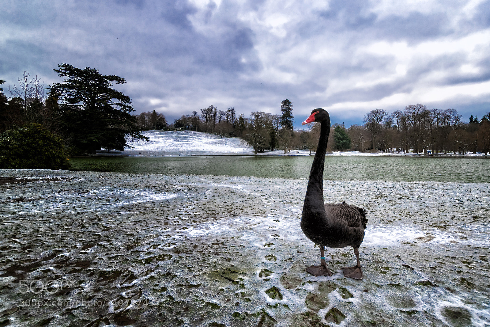 Nikon D5500 sample photo. Black swan photography