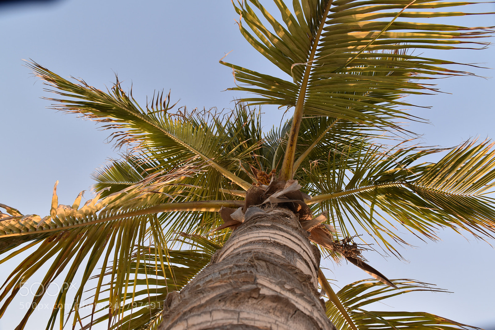 Nikon D5600 sample photo. Palm photography