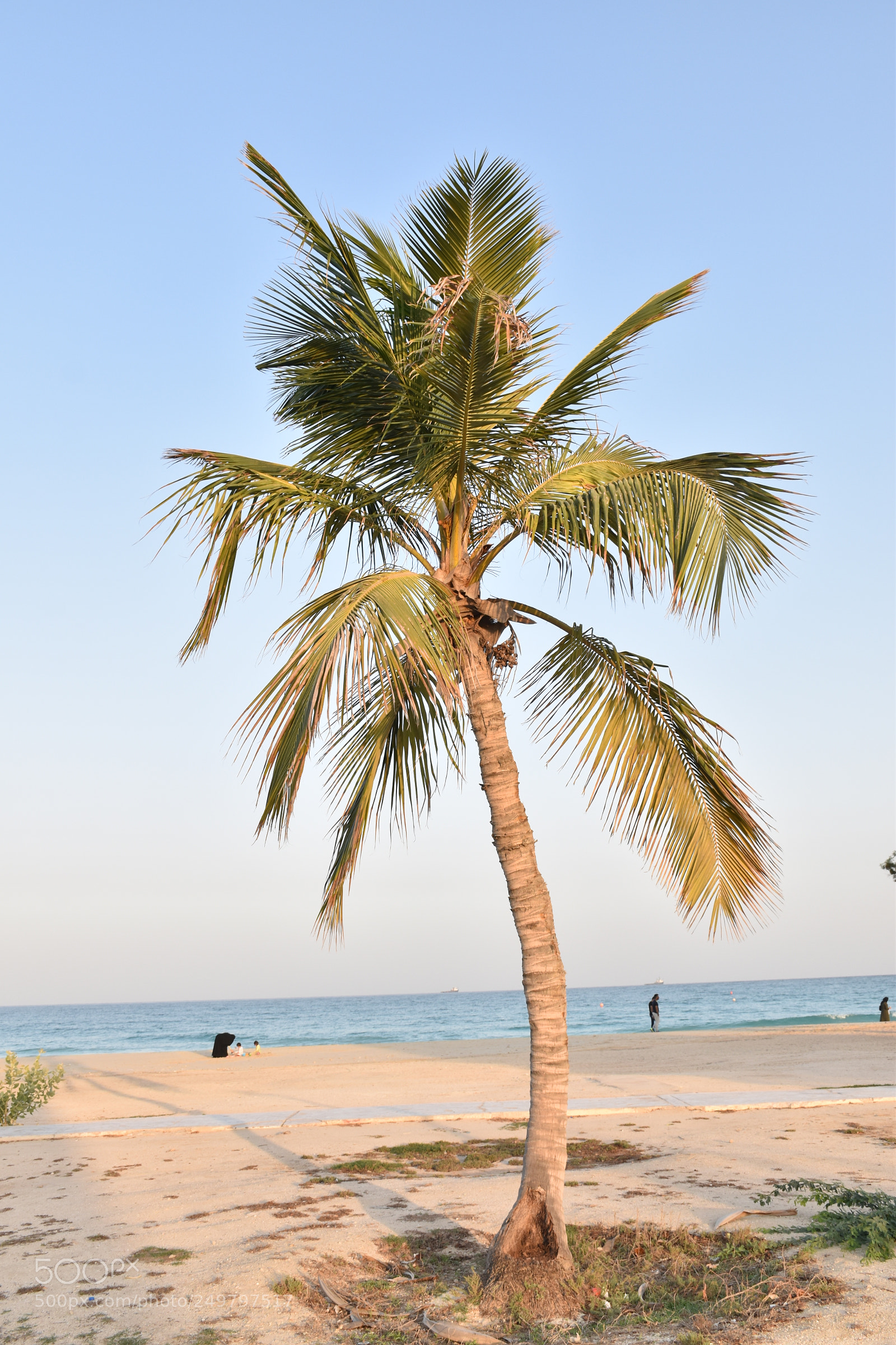 Nikon D5600 sample photo. Palm photography