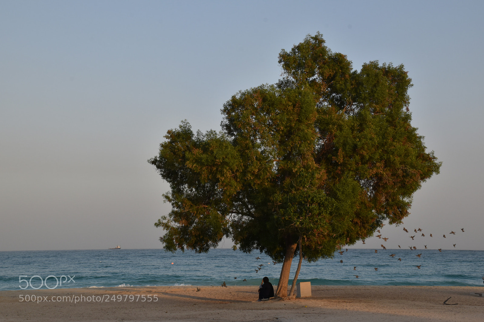 Nikon D5600 sample photo. Kish beach photography