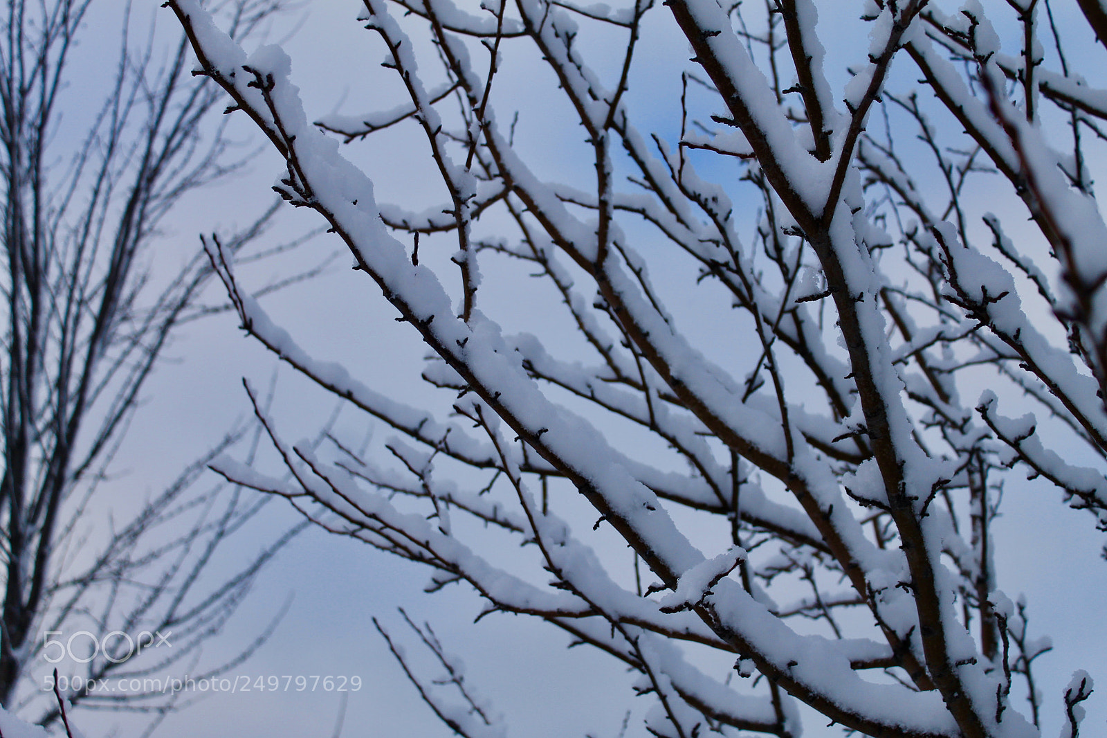 Canon EOS 1100D (EOS Rebel T3 / EOS Kiss X50) sample photo. Snowy tree photography