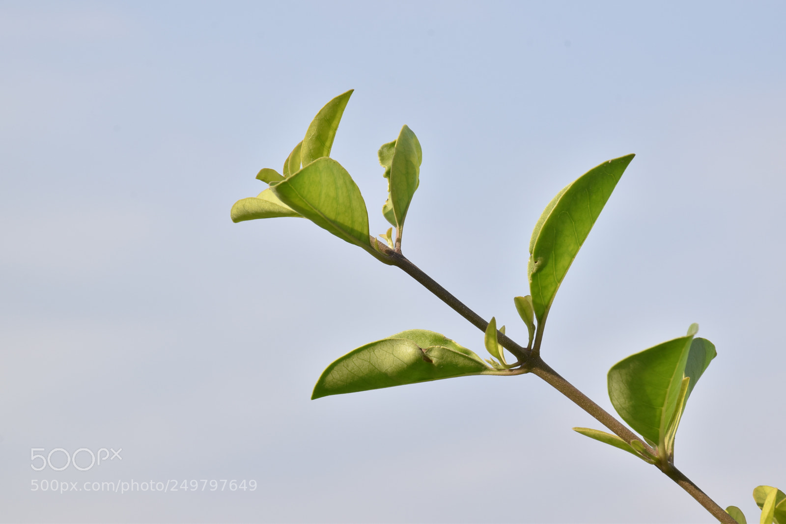 Nikon D5600 sample photo. Tree branch photography