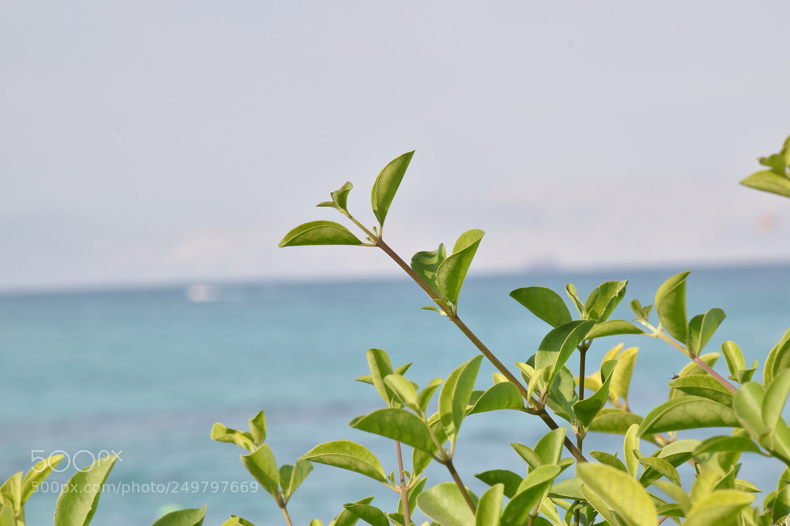 Nikon D5600 sample photo. Tree branches photography
