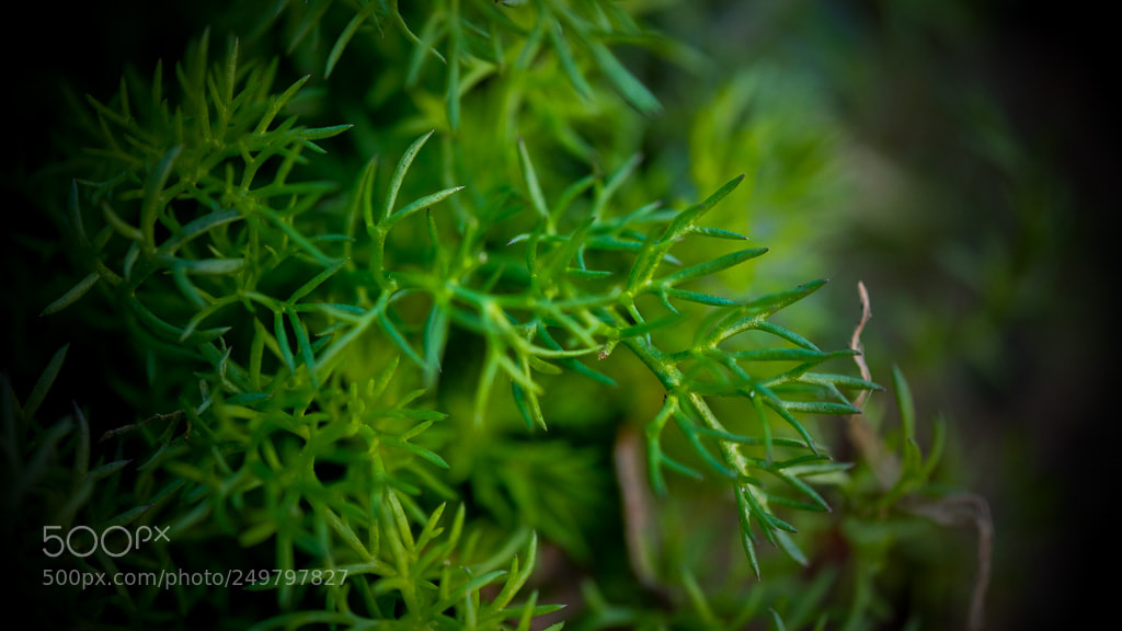 Fujifilm X-H1 sample photo. Dscf photography