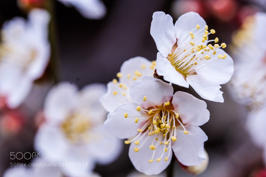 Fujifilm X-T2 sample photo. Dscf0771-2.jpg photography