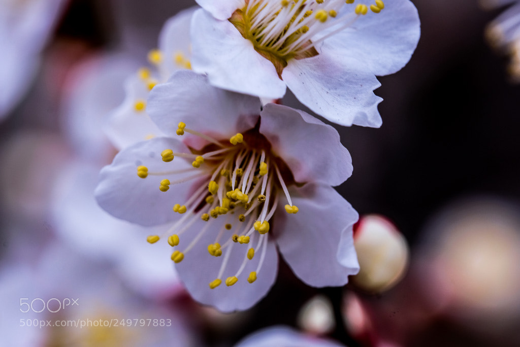 Fujifilm X-T2 sample photo. Dscf photography