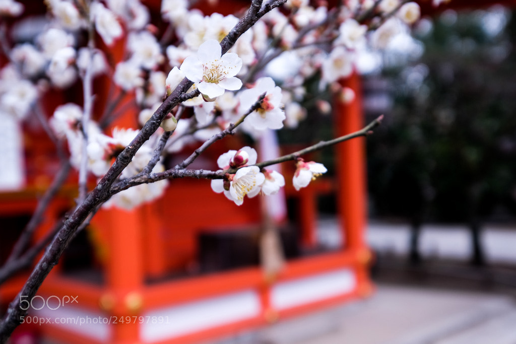 Fujifilm X-T2 sample photo. Dscf photography