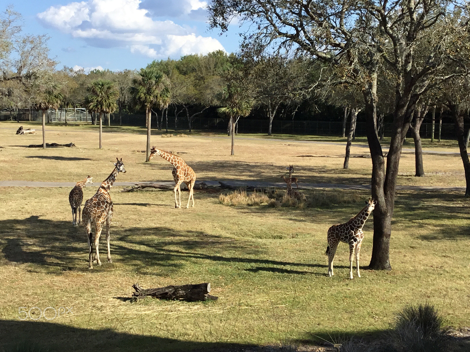 Apple iPad (5th generation) sample photo. 5 giraffe outside our room  photography