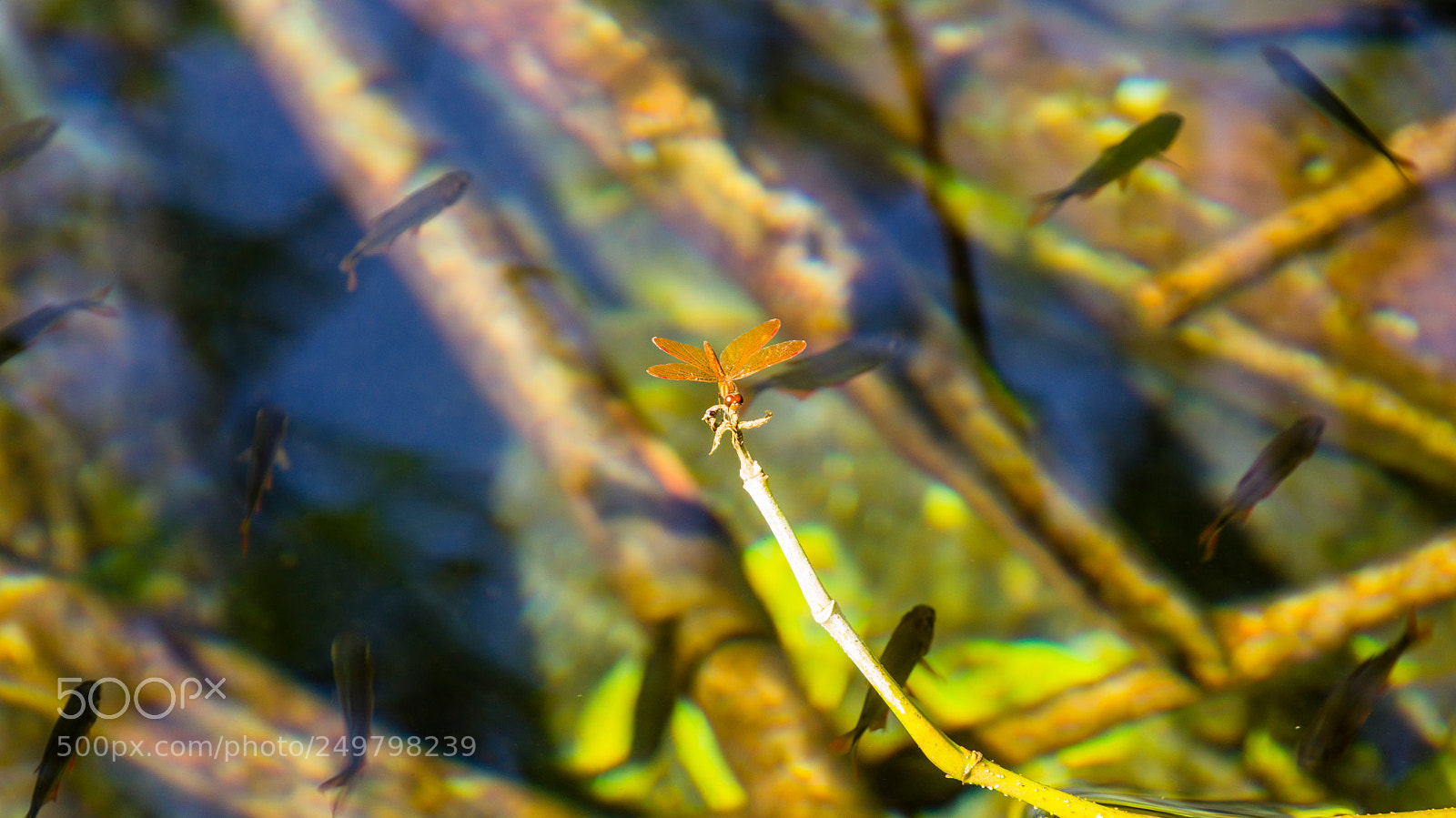 Sony SLT-A55 (SLT-A55V) sample photo. Sobre el agua photography