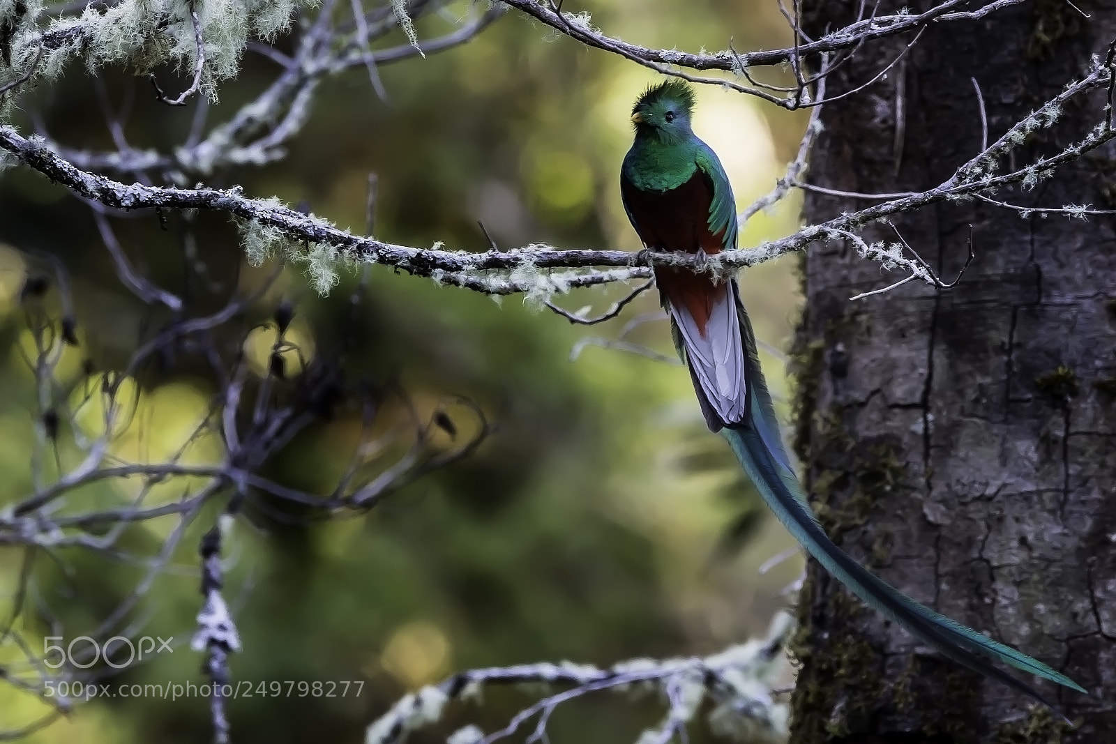Nikon D4 sample photo. Resplendent quetzal of costa photography