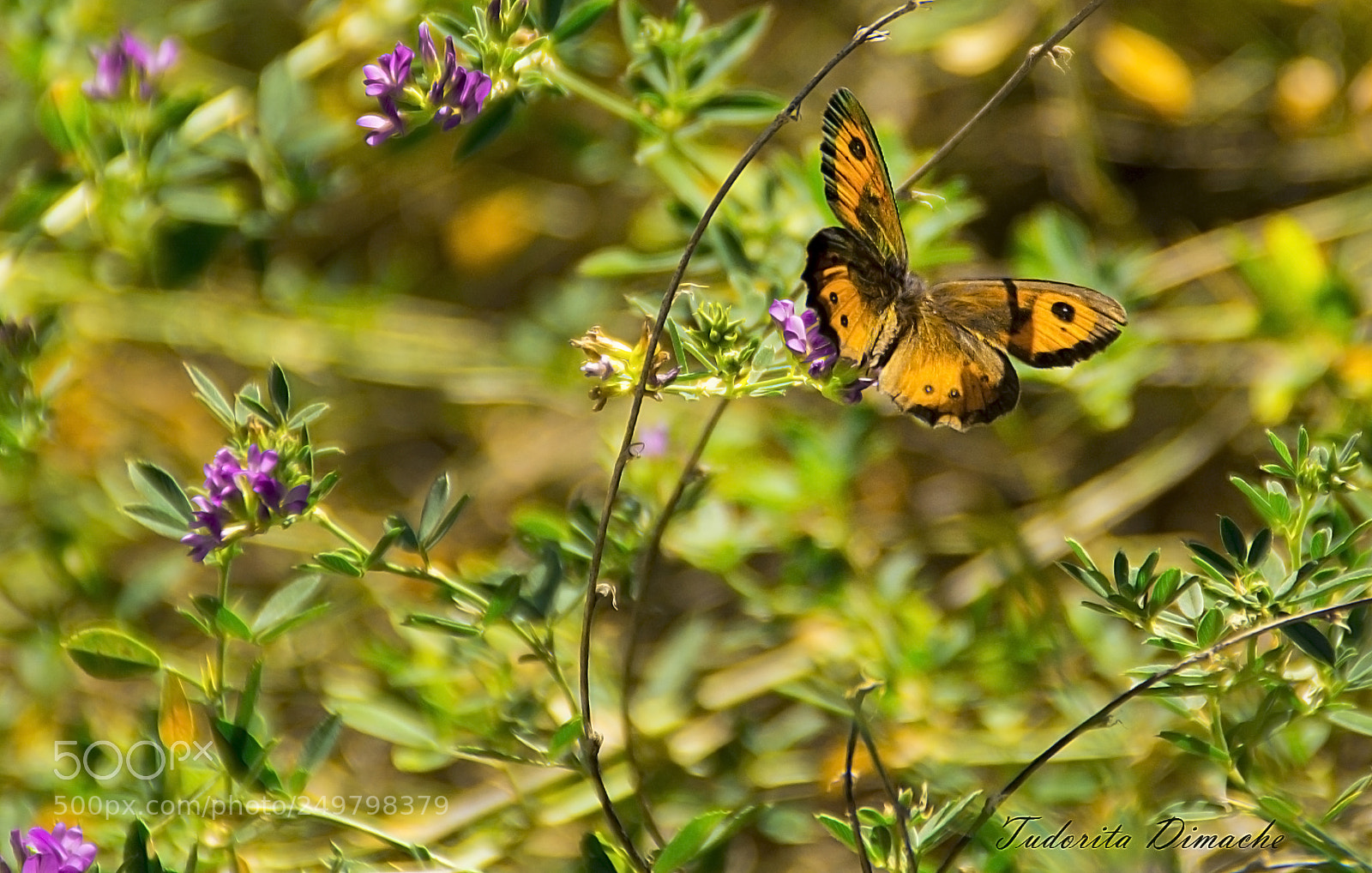 Nikon D7100 sample photo. Butterfly photography