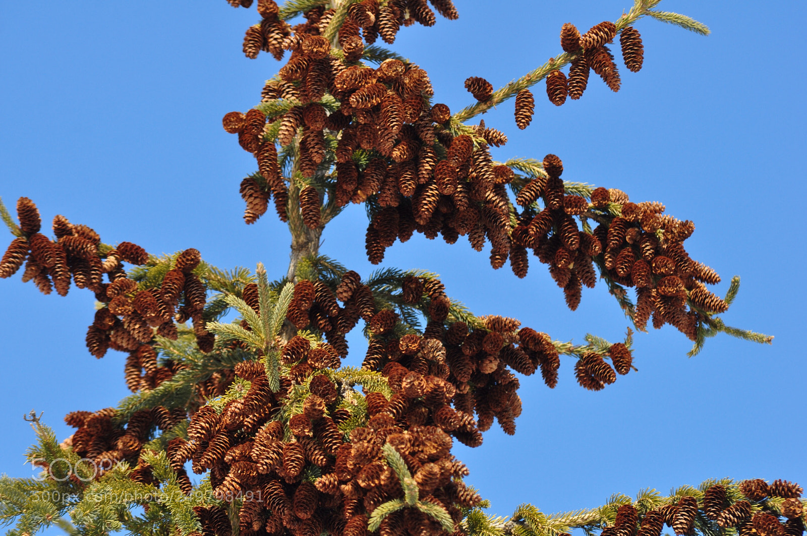 Nikon D5000 sample photo. Cone country photography