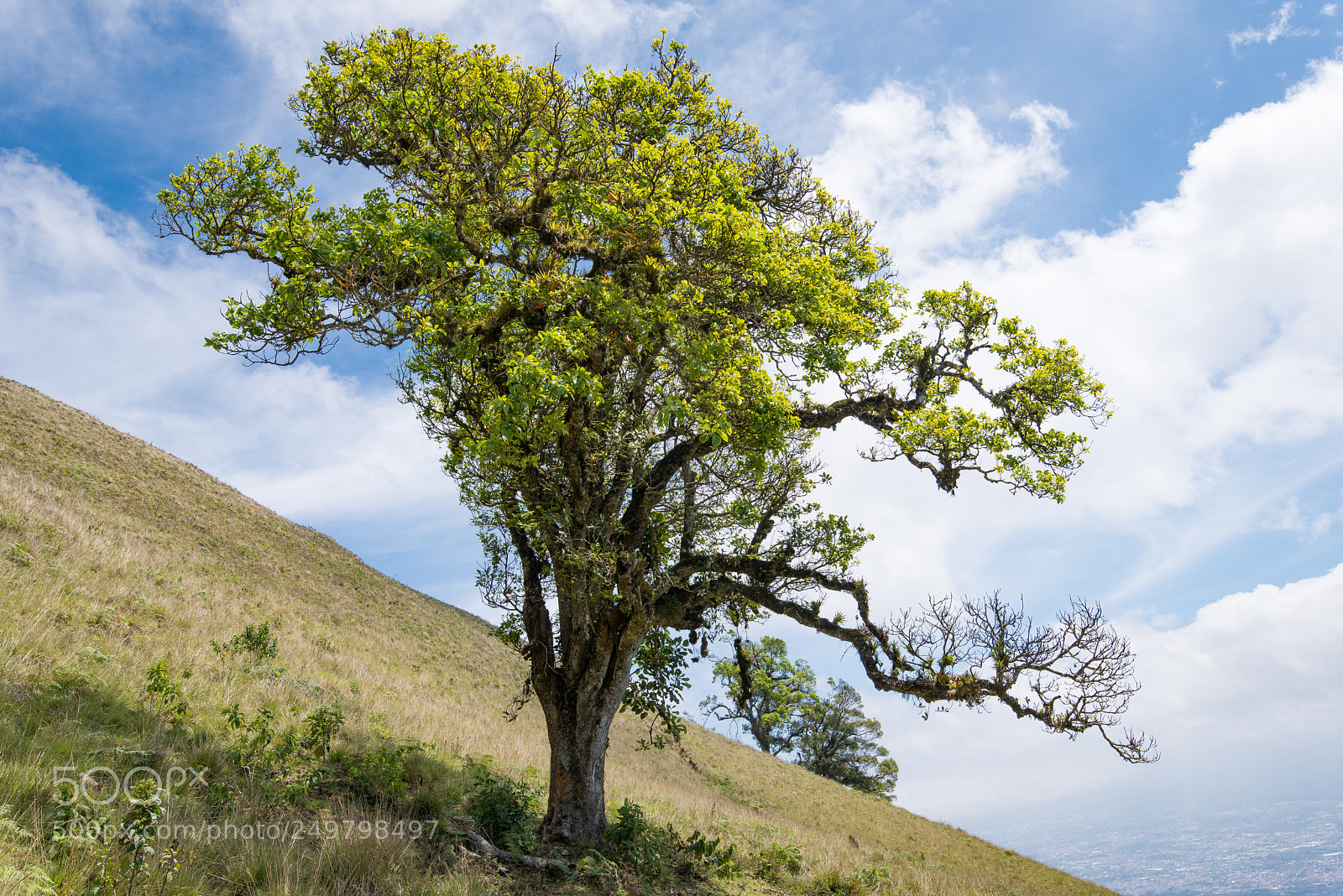 Nikon D800E sample photo. Single tree at cerro photography