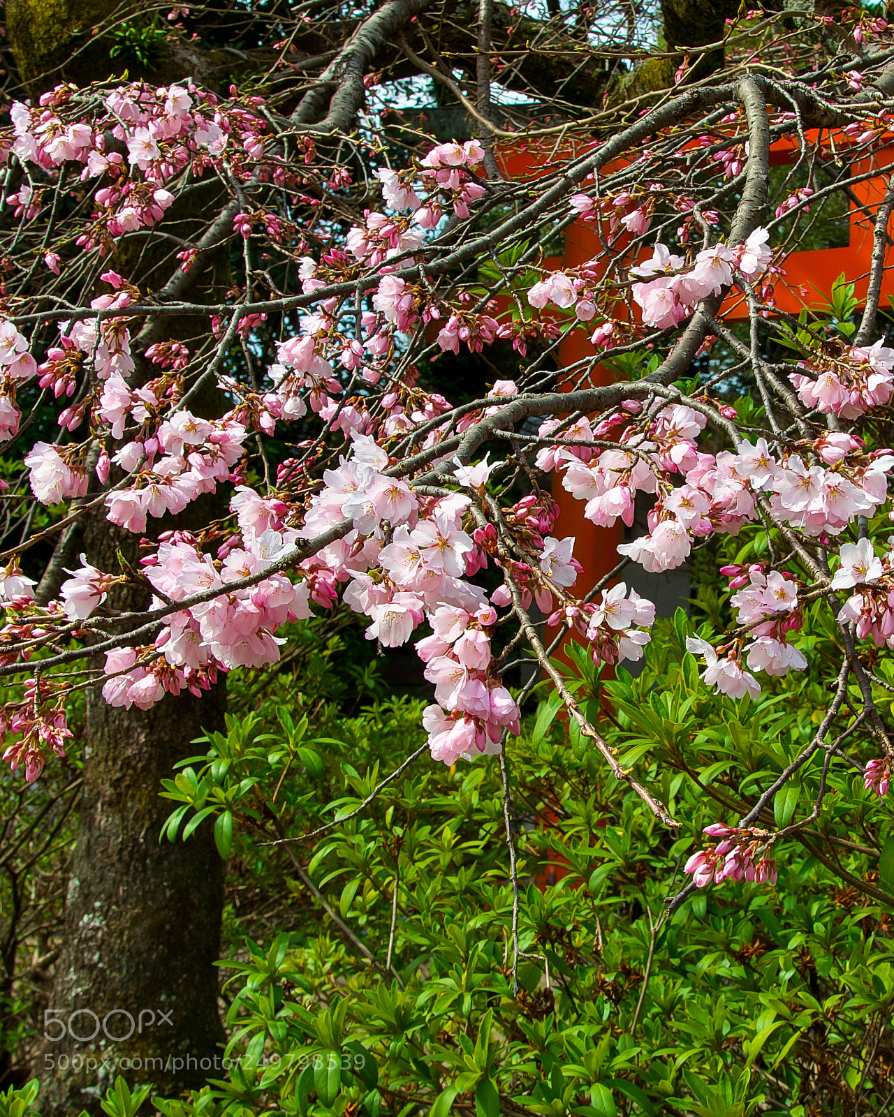 Nikon D7200 sample photo. Cherry blossoms photography