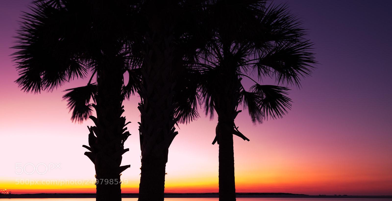 Sony a7 II sample photo. Perdido pass palm tree photography