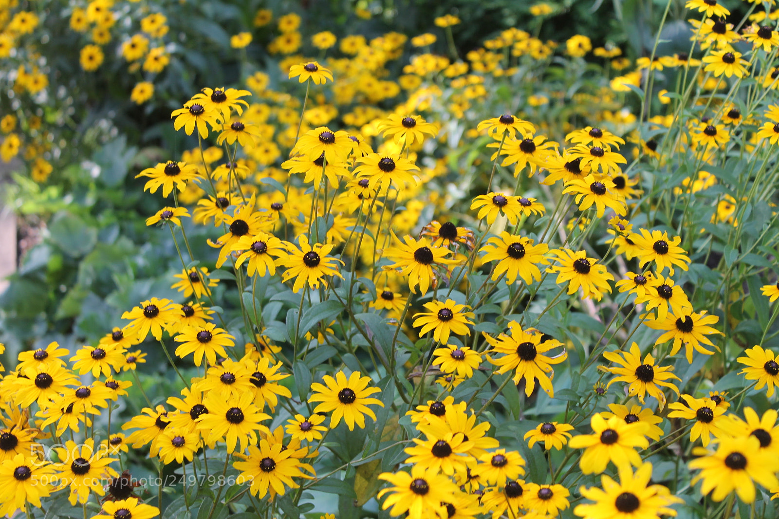 Canon EOS 1100D (EOS Rebel T3 / EOS Kiss X50) sample photo. Daisies photography