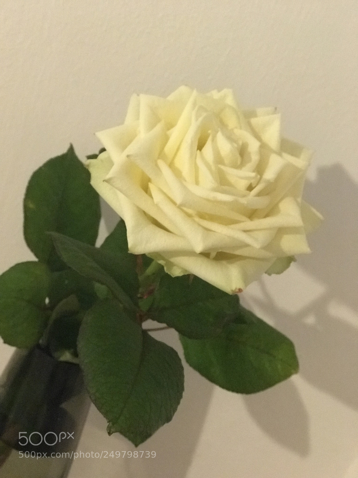 Apple iPhone 7 Plus sample photo. Untitled photography