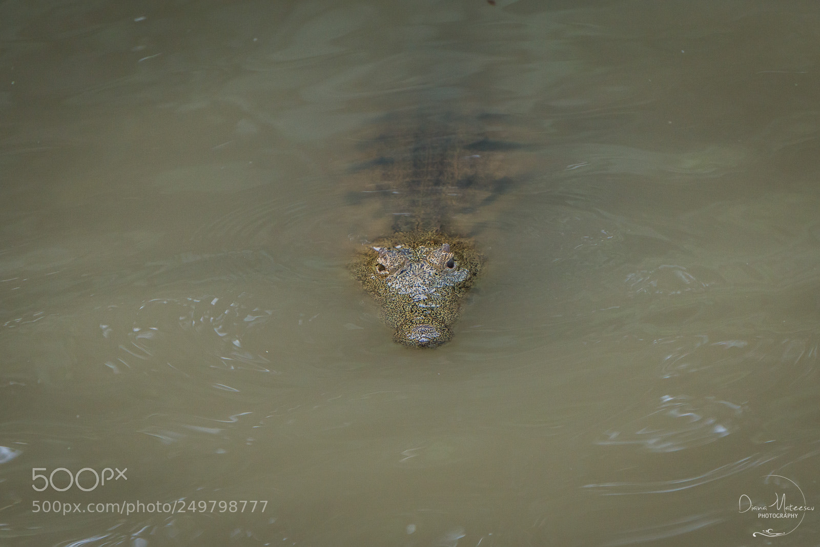 Sony a6000 sample photo. Mister crocodile photography