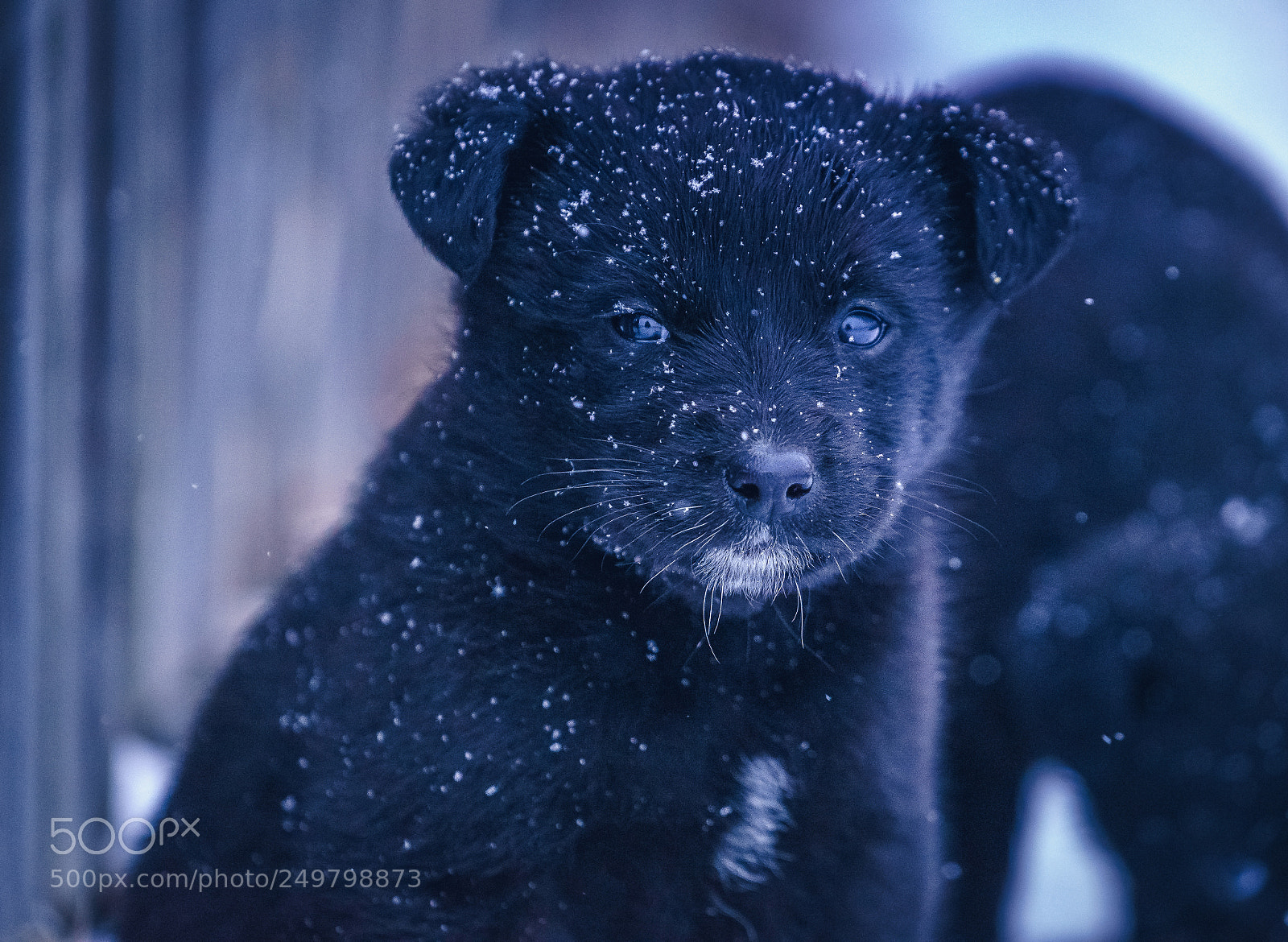 Sony a7 II sample photo. Black dog photography