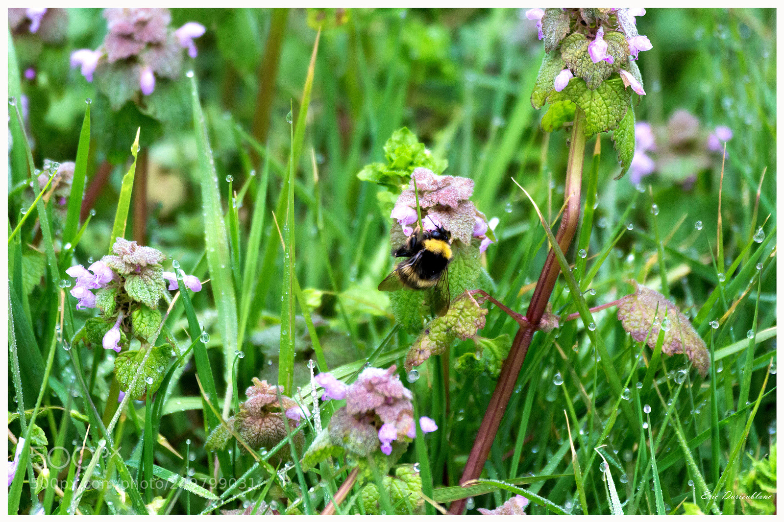 Canon EOS 700D (EOS Rebel T5i / EOS Kiss X7i) sample photo. Untitled photography