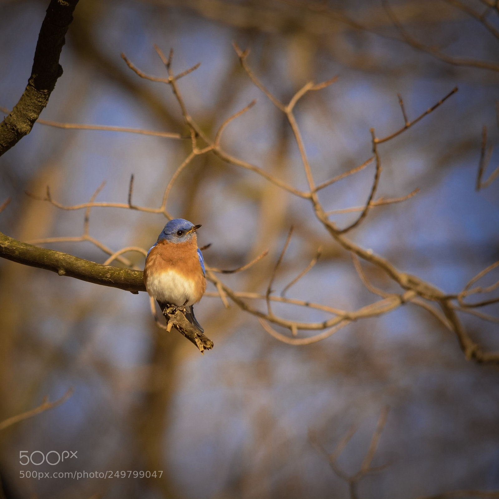 Nikon D7100 sample photo. Mr. bluebird photography