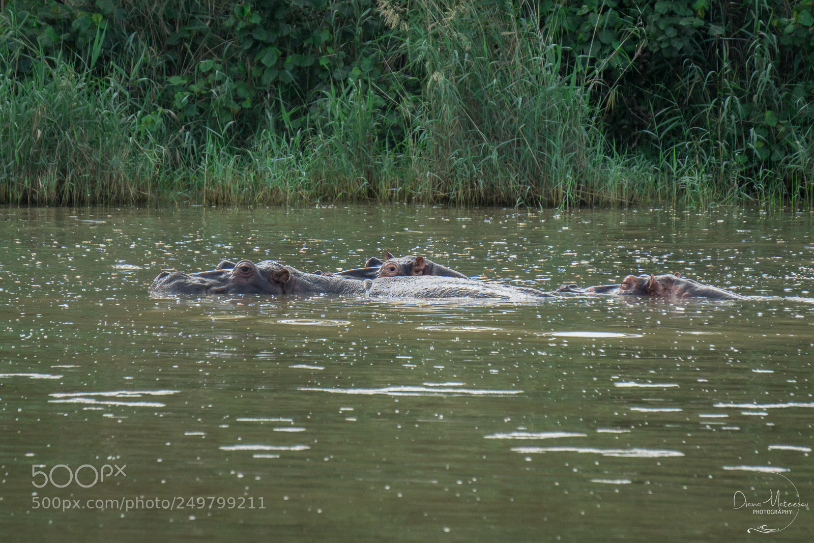 Sony a6000 sample photo. Hippo family i photography
