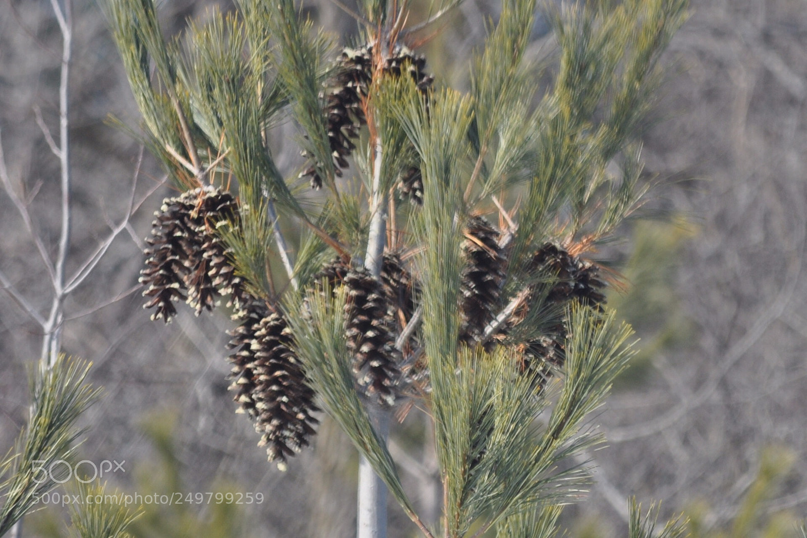 Nikon D5000 sample photo. Cones photography